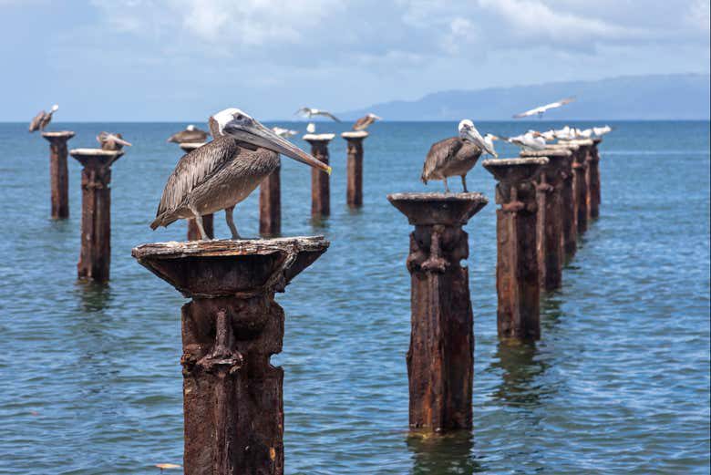 Excursión al Parque Nacional Los Haitises