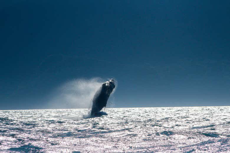 Avistamiento de ballenas en Ilhabela