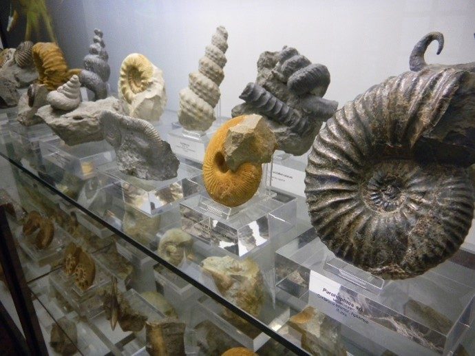 Museo de Ciencias Naturales de Álava