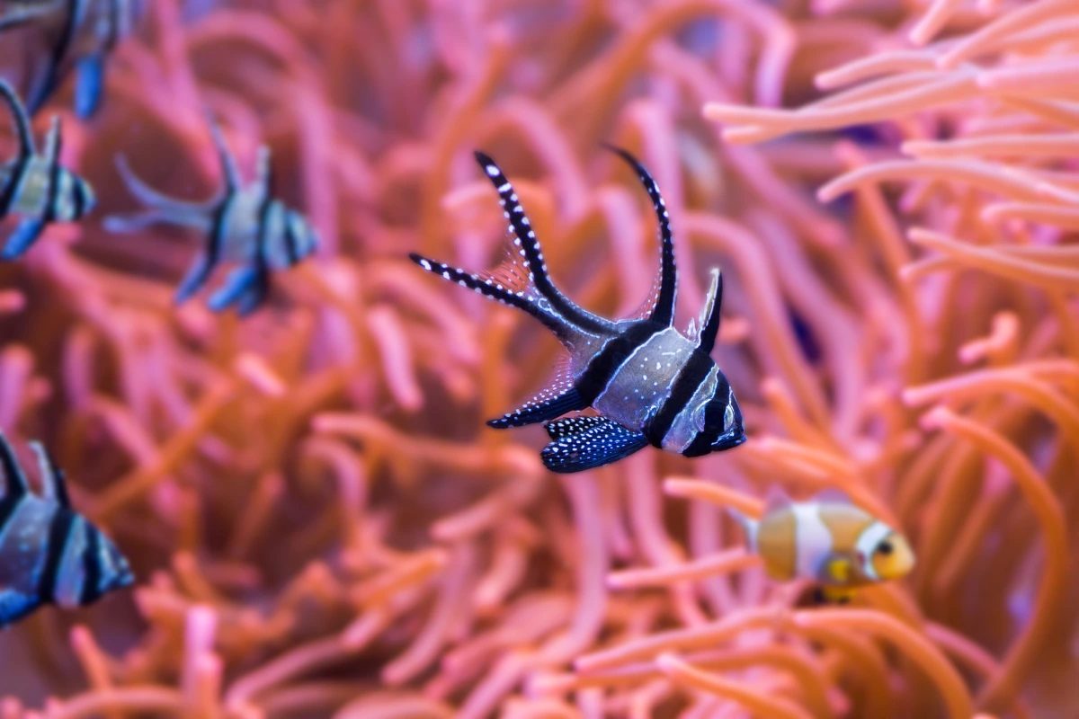 Visita al Acuario de Sevilla : Horarios y tarifas - Acuario de Sevilla