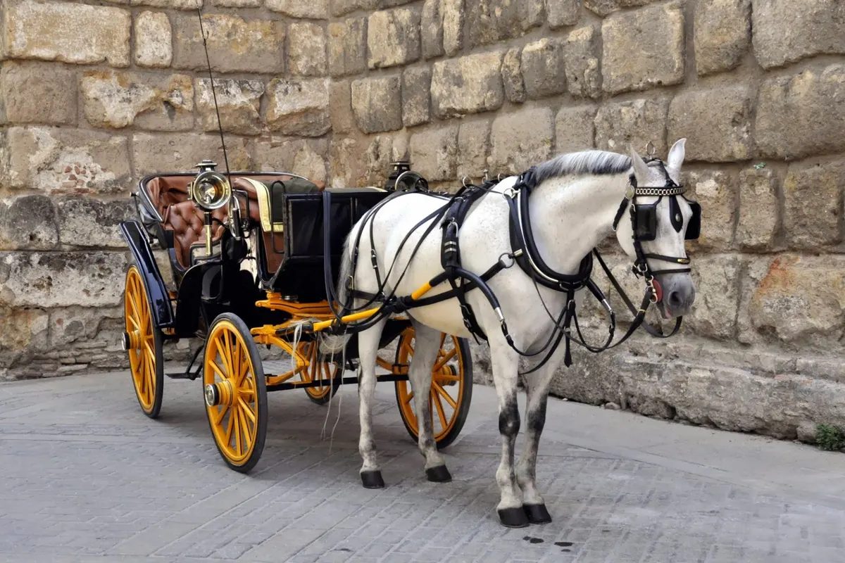 Foto 8 de Paseo en coche de caballos por Sevilla