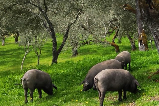 Tour del Cerdo Ibérico en Aracena y la Sierra de Huelva