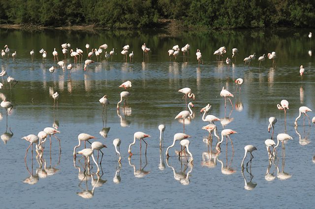 Ruta 4×4 Zona Sur Doñana