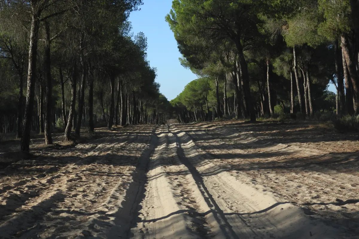 Foto 3 de Ruta 4×4 Zona Sur Doñana