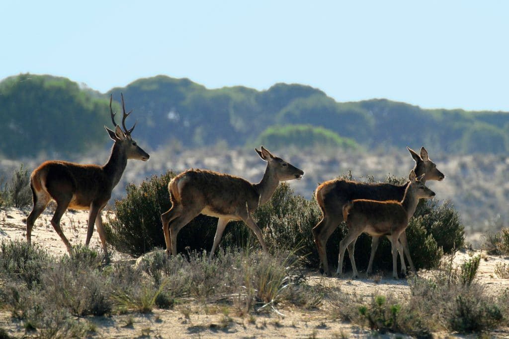 Foto 4 de Ruta 4×4 Zona Sur Doñana