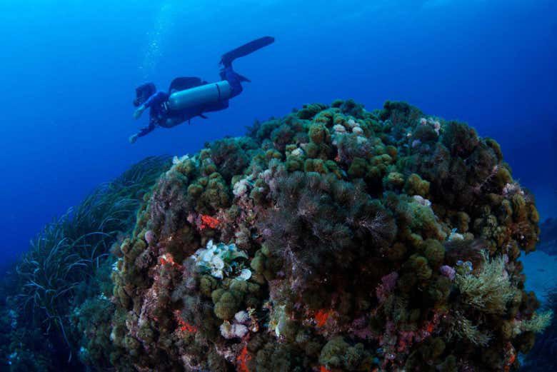 Bautismo de buceo en Isla Plana