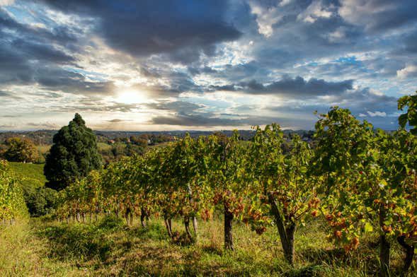 Visita a una bodega de Pau