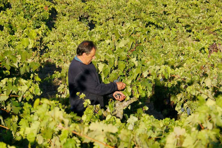 Excursión a Laguardia + Visita a una bodega con cata