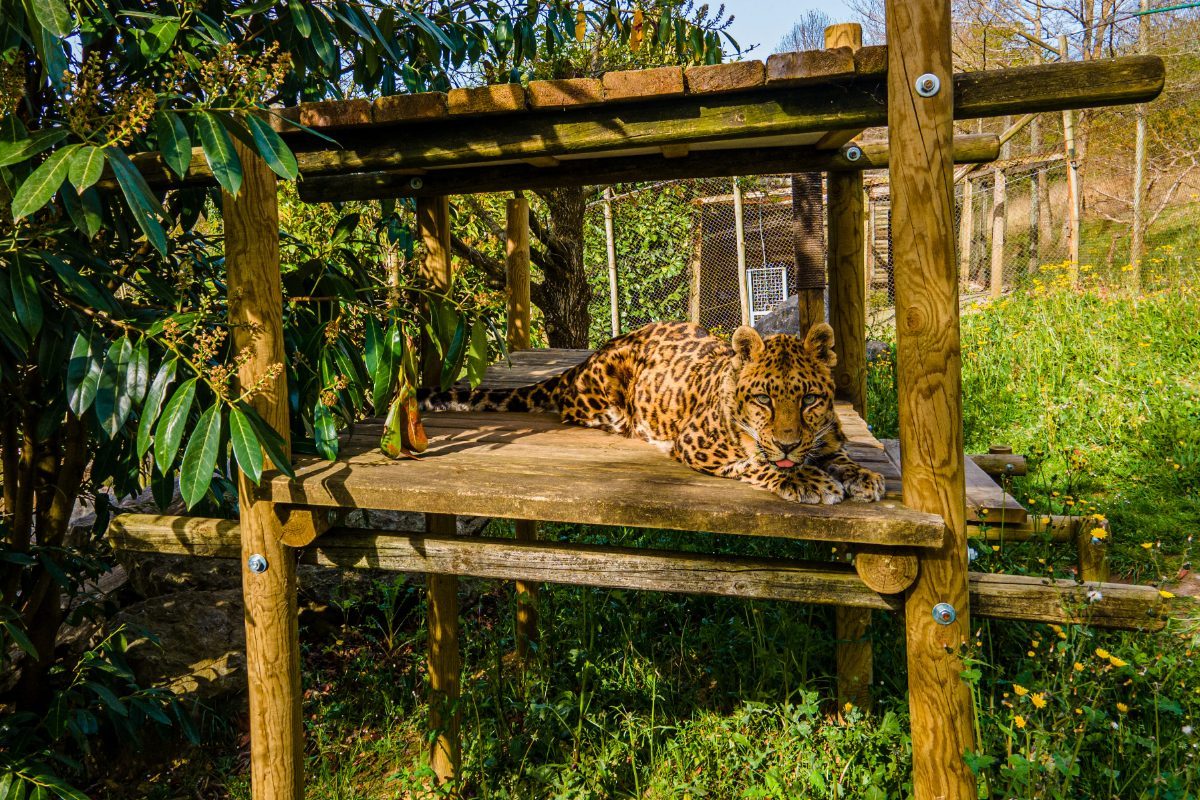 Foto 2 de BBK Karpin Fauna (centro de acogida de fauna)