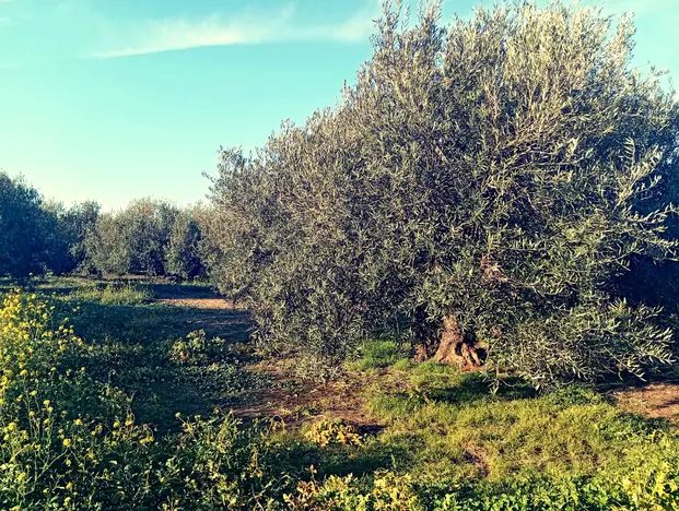 Foto 6 de 'Retorno al pasado: de Viatia a Baeza'. Free tour.