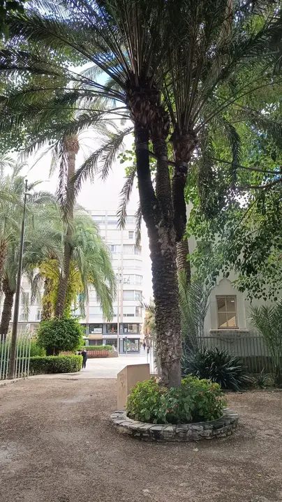 Foto 5 de Elche con guía local: palmeras, historia y curiosidades
