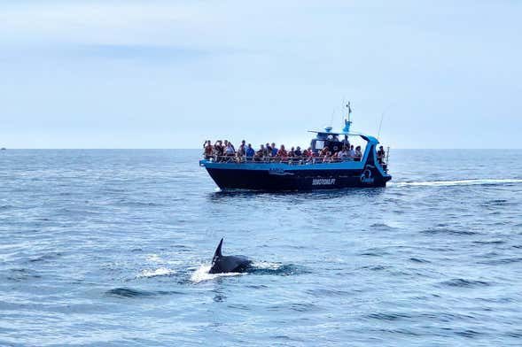 Barco por las cuevas de Benagil + Avistamiento de delfines