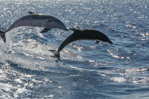 Avistamiento de cetáceos en lancha rápida + Snorkel
