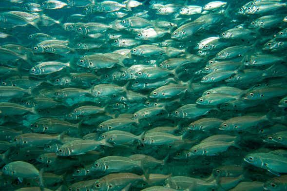 Bautismo de buceo en Puerto del Carmen