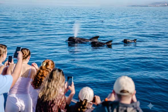 Avistamiento de delfines y ballenas en barco