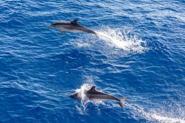 Avistamiento de delfines y ballenas en barco con fondo de cristal