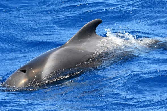Avistamiento de delfines y ballenas en el sur de La Gomera