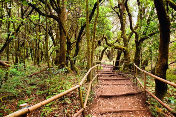 Senderismo por el Parque Nacional de Garajonay