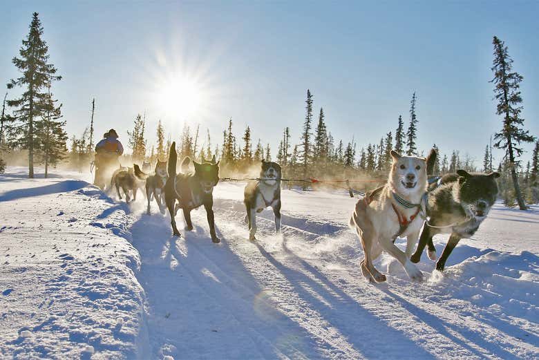 Paseo en trineo de perros por Kiruna