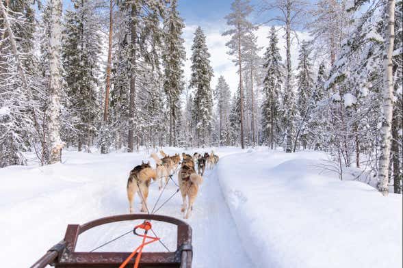 Paseo en trineo de perros husky por Rovaniemi