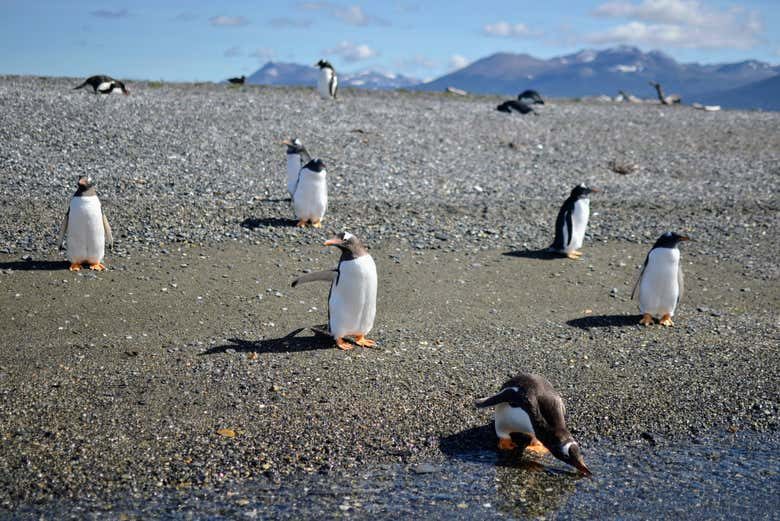 Isla Gable y pingüinera de isla Martillo en barco por el canal Beagle