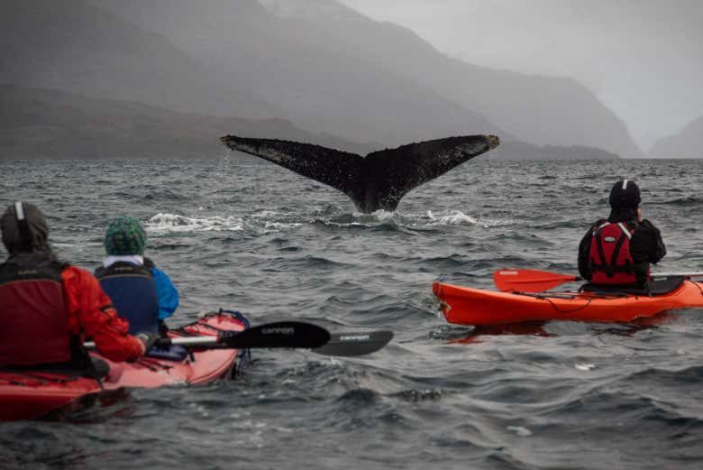 Tour en kayak por el estrecho de Magallanes + Avistamiento de ballenas