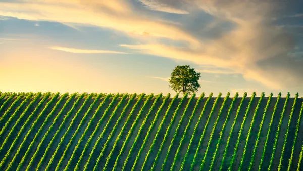 Excursión a la Toscana y sus pueblos medievales con curso de cocina y vino incluido desde Florencia