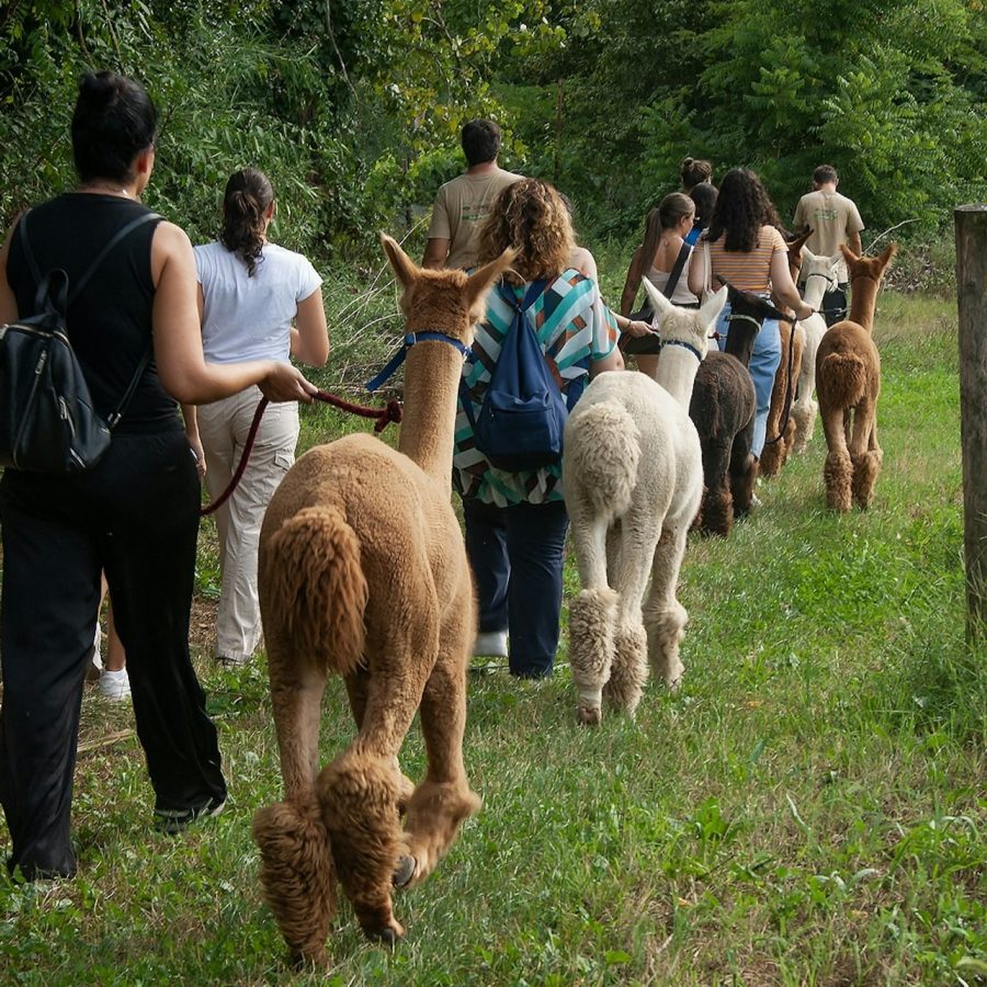 GROW UP - Alpaca del Monviso - Granja de Alpacas: Tour guiado a pie