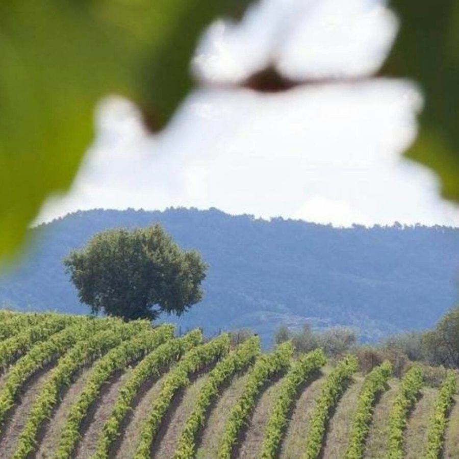 Chianti y Castillos: Excursión de un día desde San Gimignano + Cata de vinos