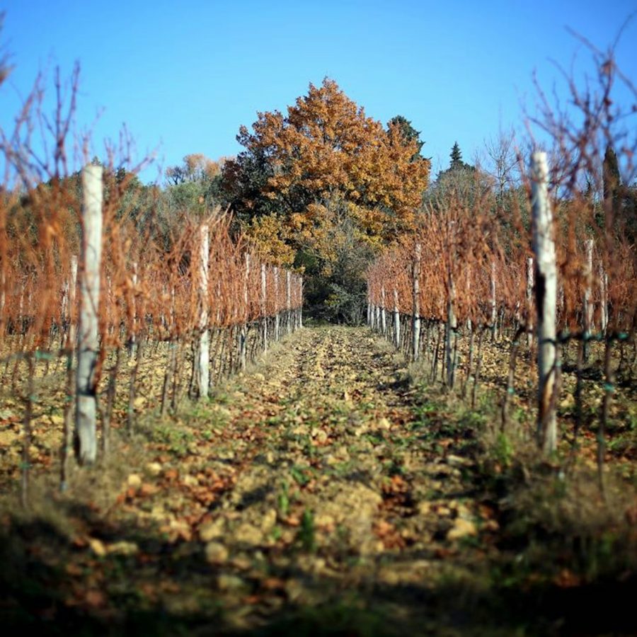 Safari en el Chianti: Excursión enológica por la Toscana en todoterreno desde Florencia