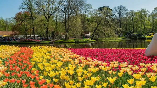 Excursión a los jardines de Keukenhof y crucero por los canales desde Ámsterdam