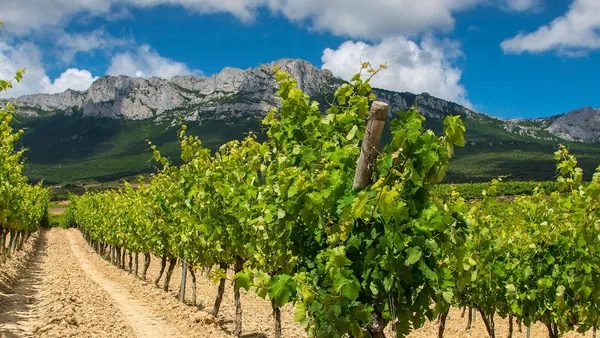 Tour por Laguardia y visita guiada a una bodega con cata