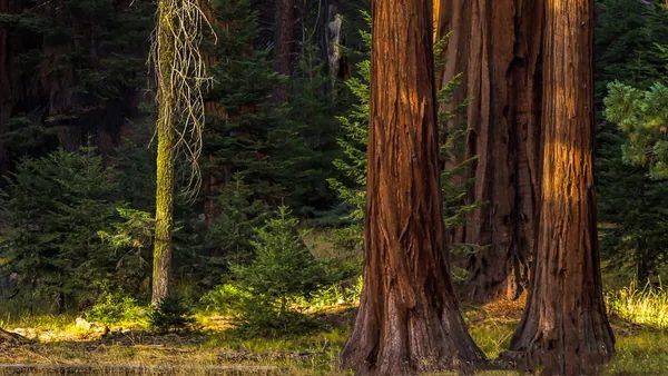 Excursión a San Vicente de la Barquera y visita al Bosque de Secuoyas desde Santander