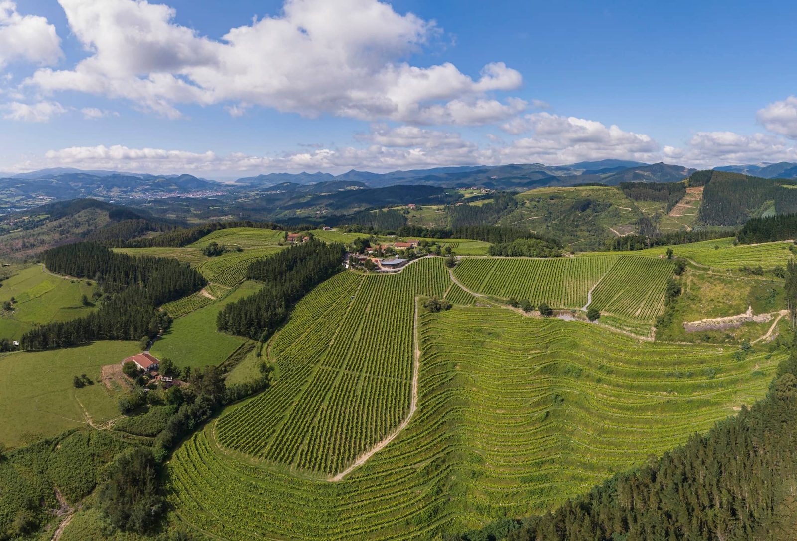 Bodega Berroja