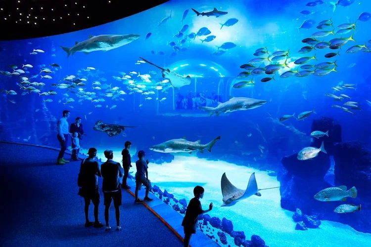 Acuario Poema del Mar + Bus Turístico de Las Palmas de Gran Canaria