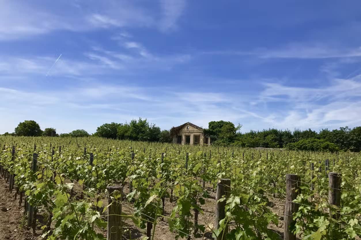 Tour por la región de Médoc con cata de vinos