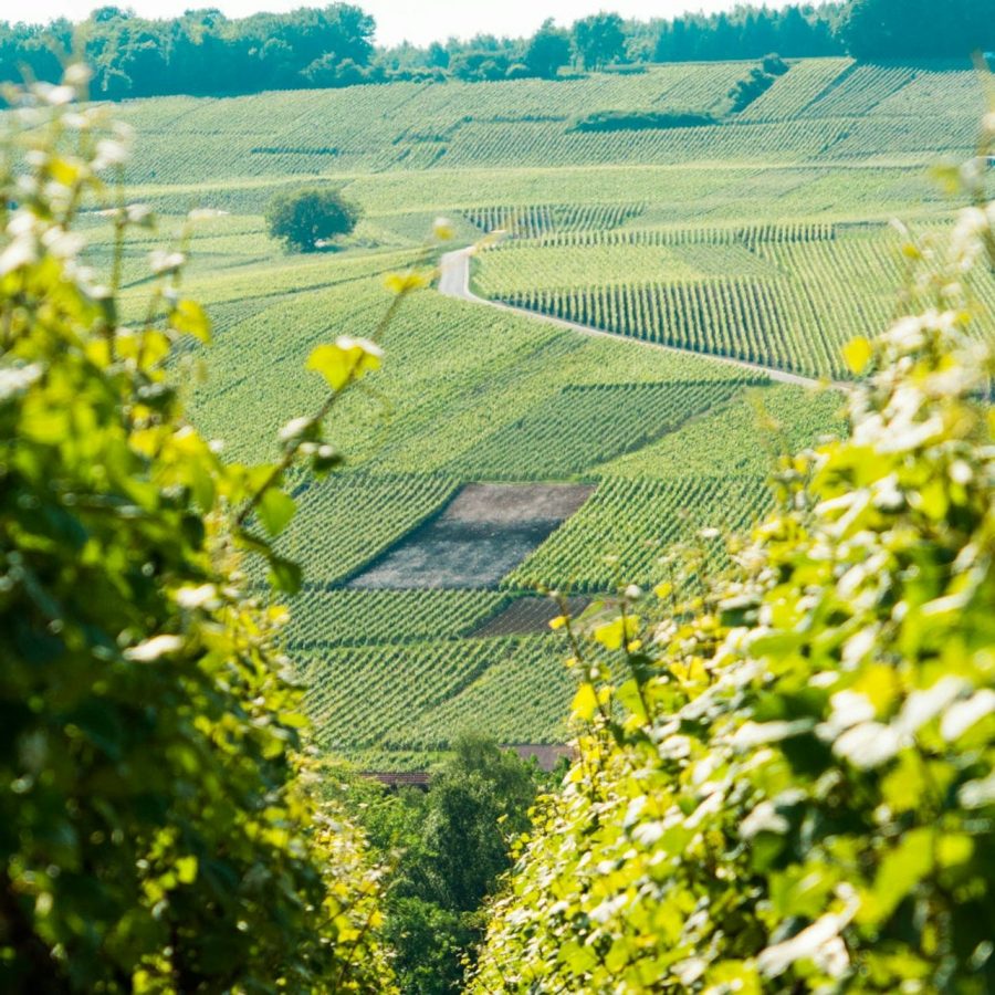Reims: Excursión de un día a la Catedral, visita a un viñedo y cata de champán desde París