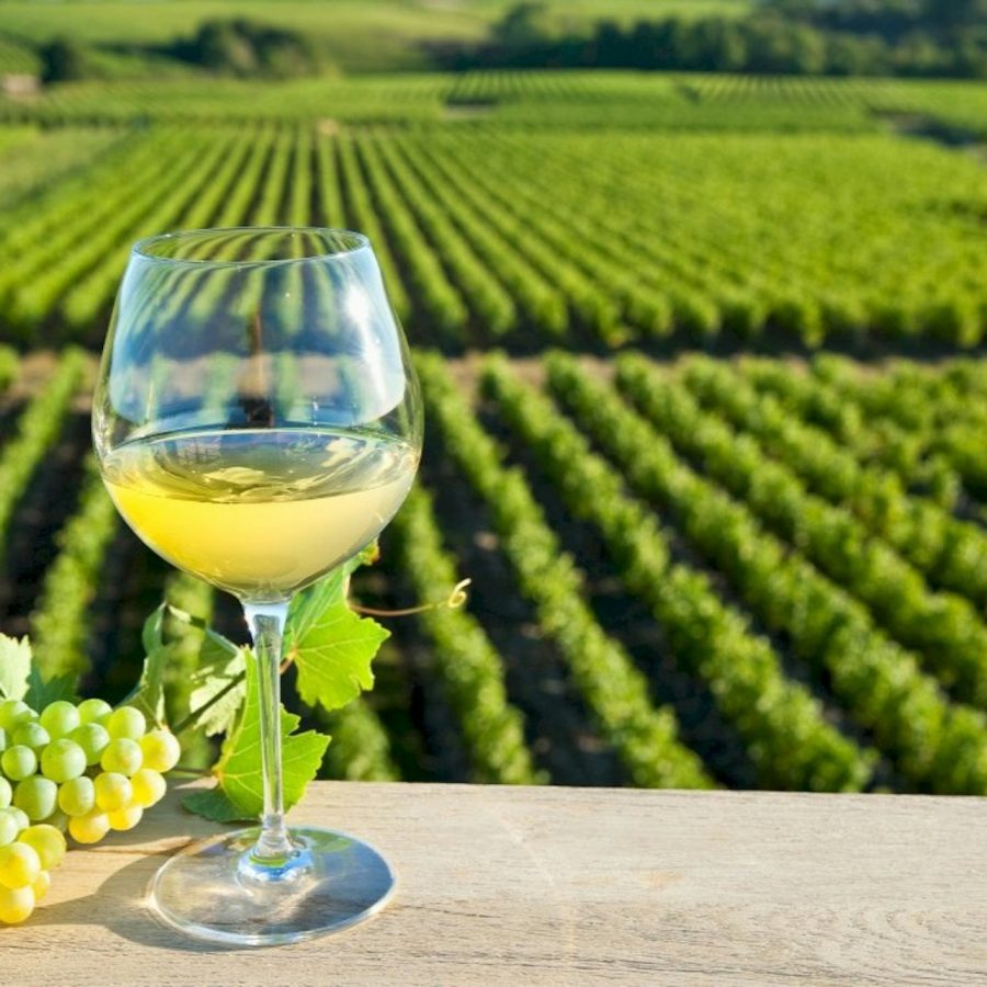 Valle del Loira: Visita guiada a los viñedos de Vouvray desde Tours + Degustación