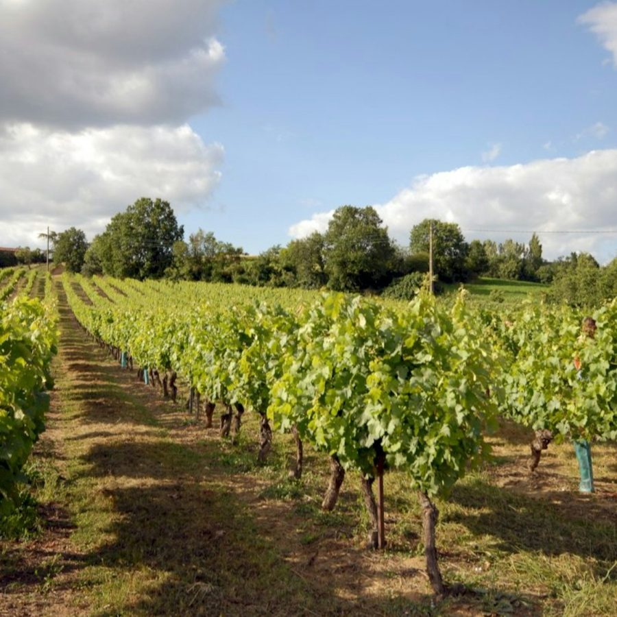 Gaillac: Visita guiada de medio día desde Toulouse + Degustación de vinos