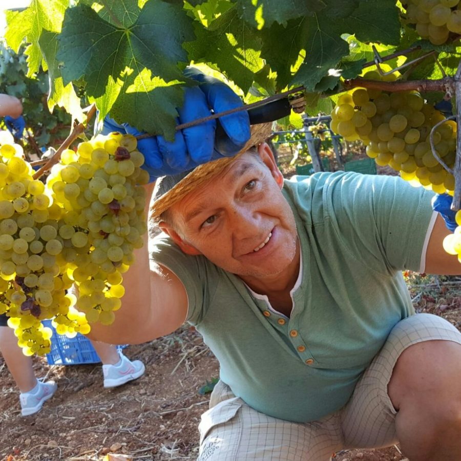 Mallorca: Visita guiada a Bodegas y Almazara + Catas + Traslado de ida y vuelta