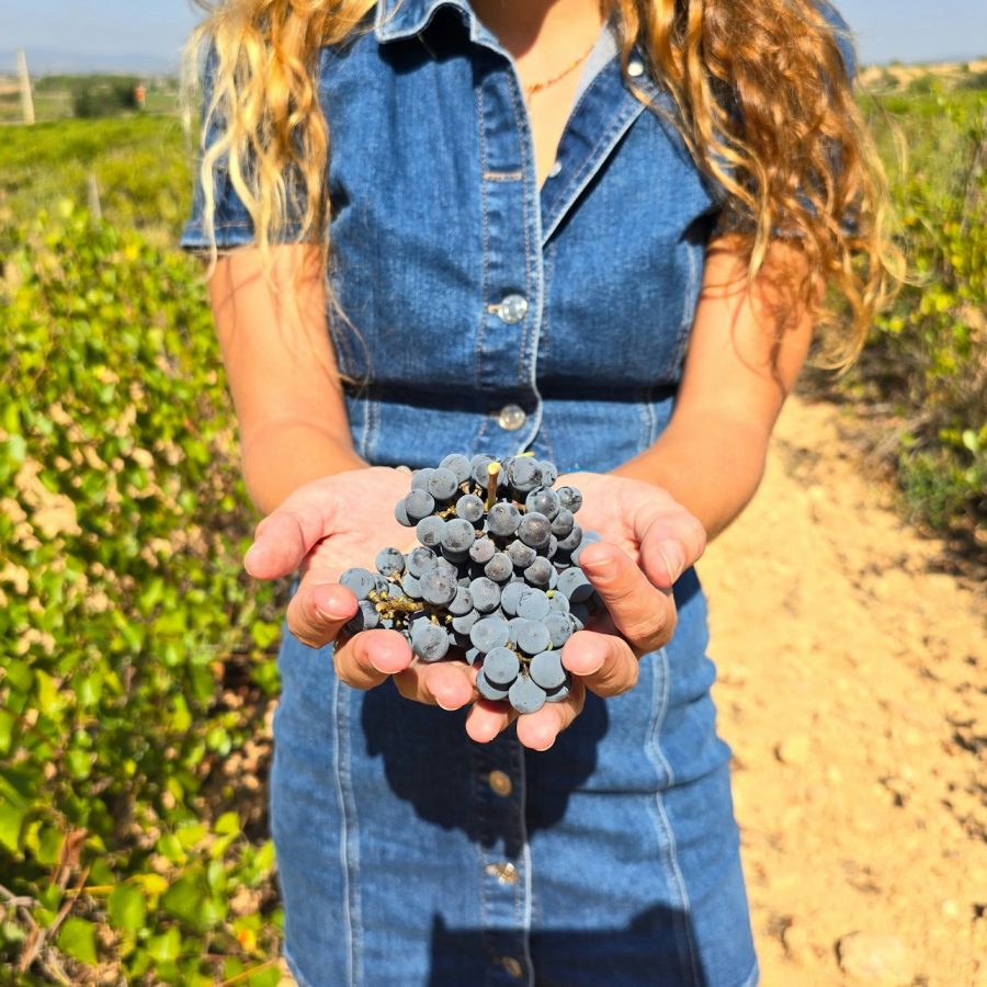 Viñedos de Utiel-Requena: Visita Guiada desde Valencia + Cata de Vinos