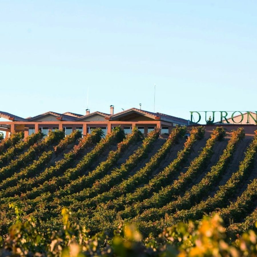 Visita con opción de vino, aperitivo y menú degustación en Ribera del Duero