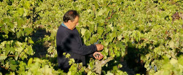 Excursión a Laguardia + Visita a una bodega con cata