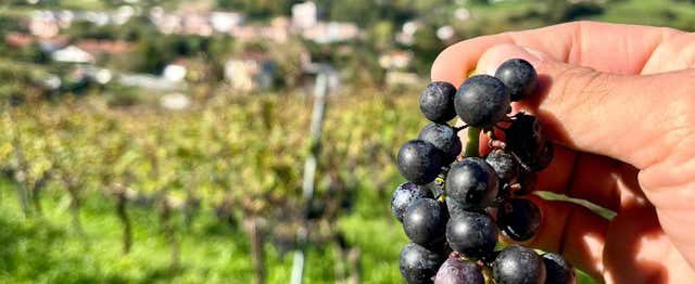 Excursión a Laguardia + Visita a una bodega con cata