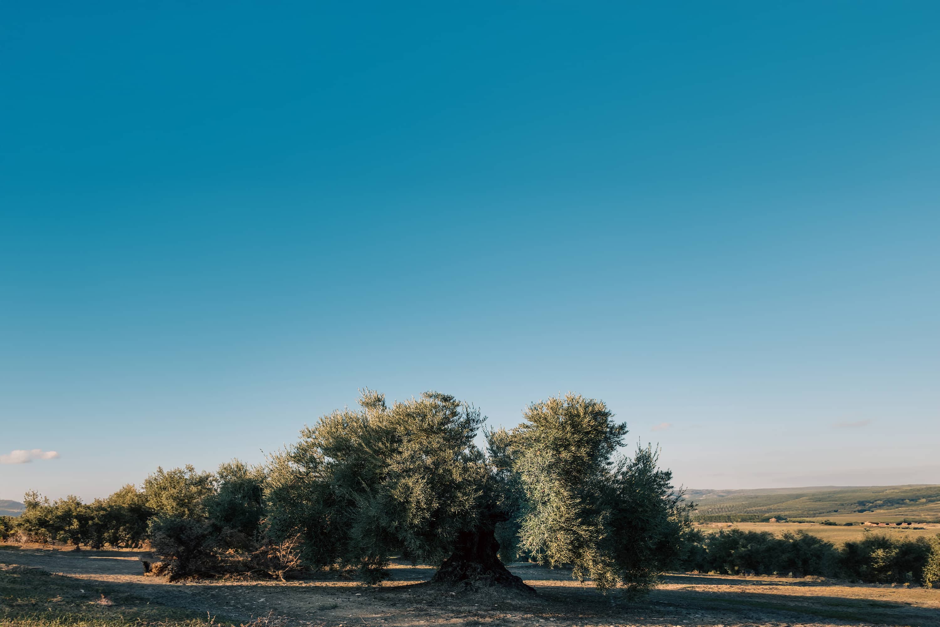 Aceite de Lucena