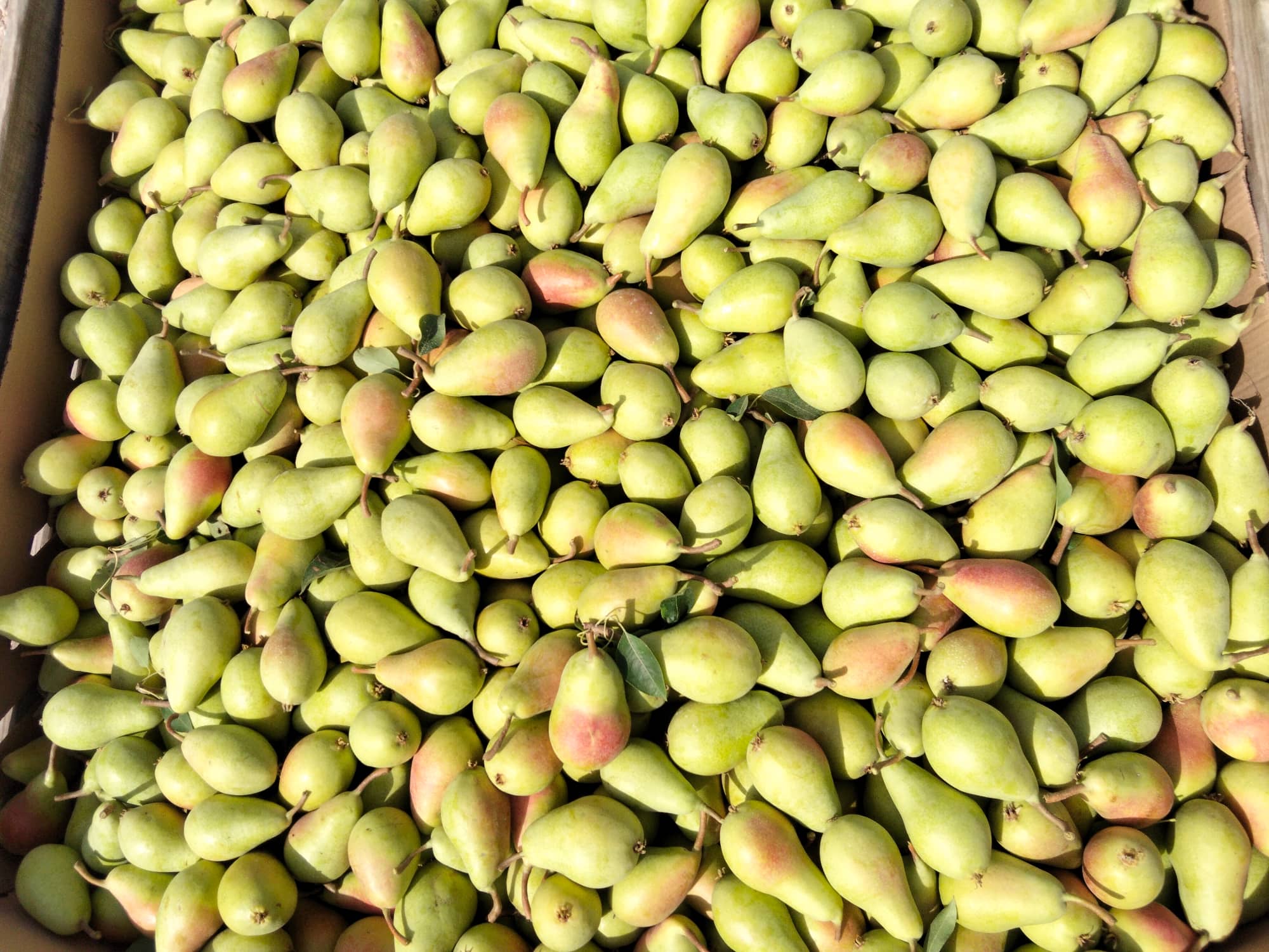 Pera de Jumilla