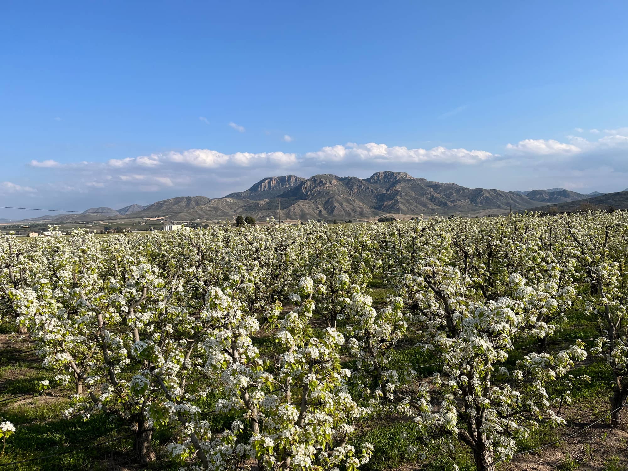 Pera de Jumilla