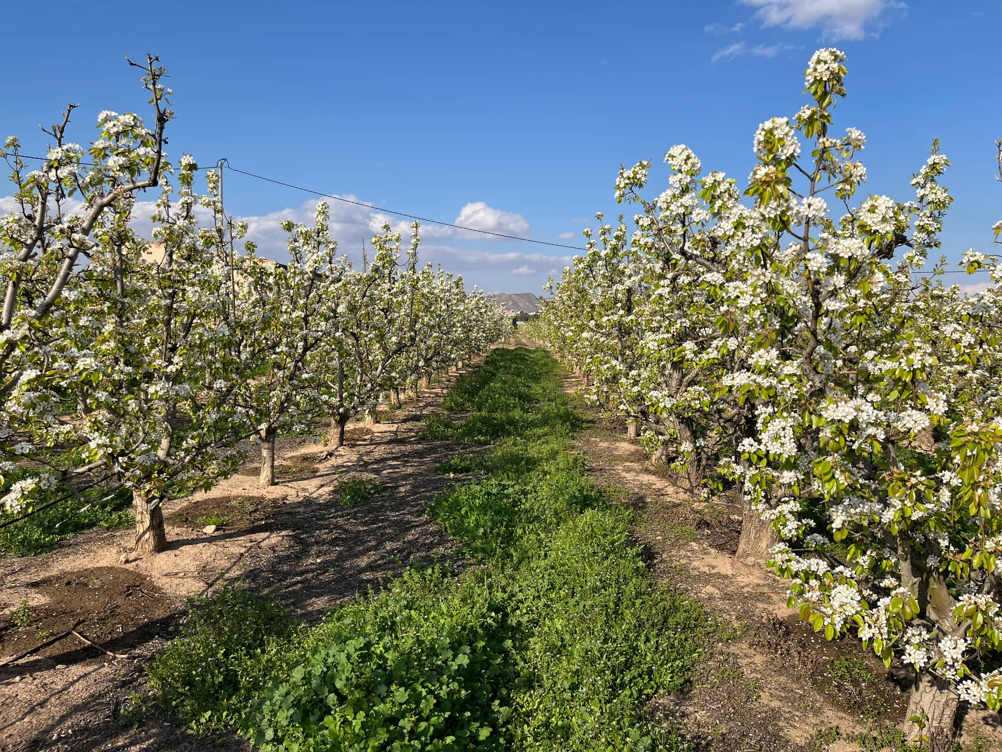 Pera de Jumilla
