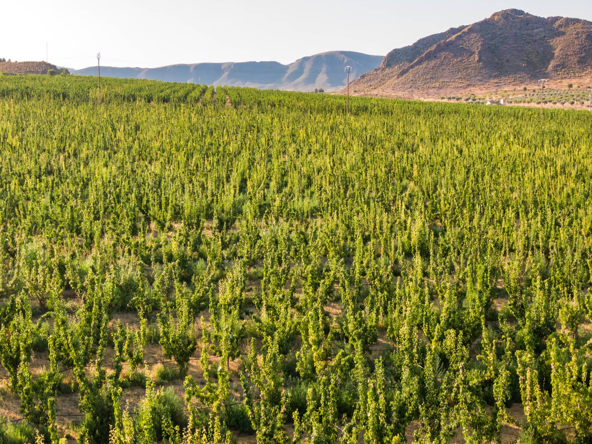 Pera de Jumilla