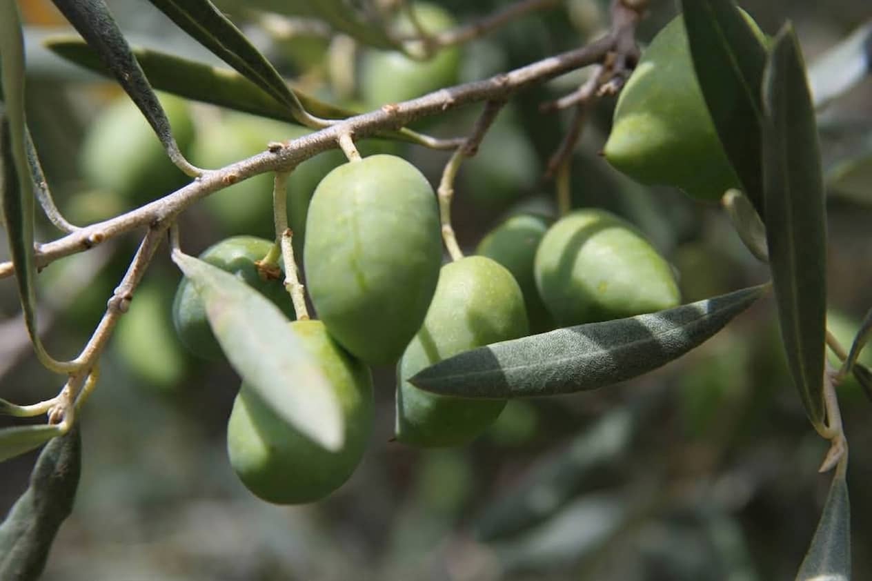 Aceite de Oliva Virgen Extra DOP Montes de Toledo